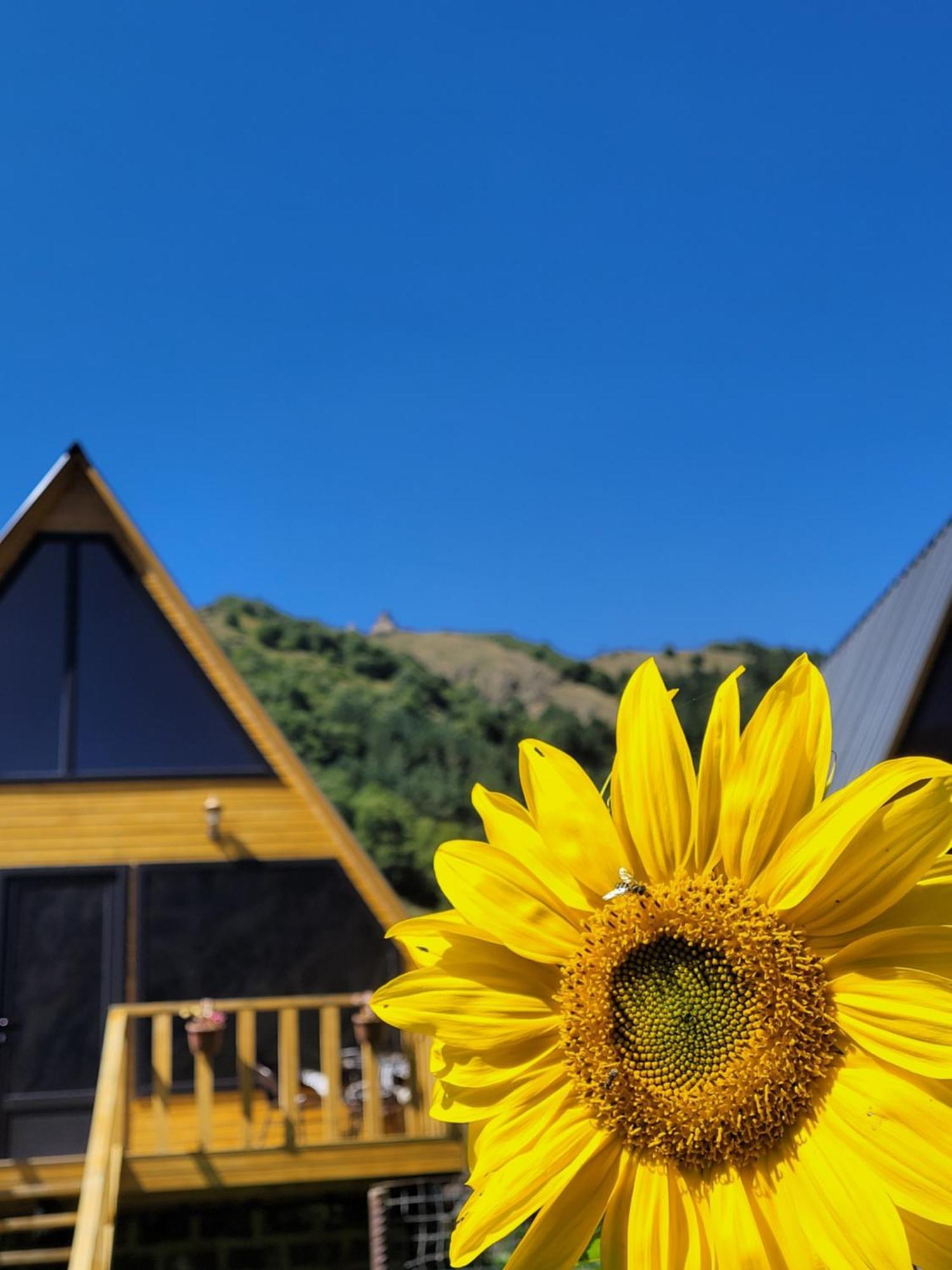 Pine Chalet Kazbegi Εξωτερικό φωτογραφία