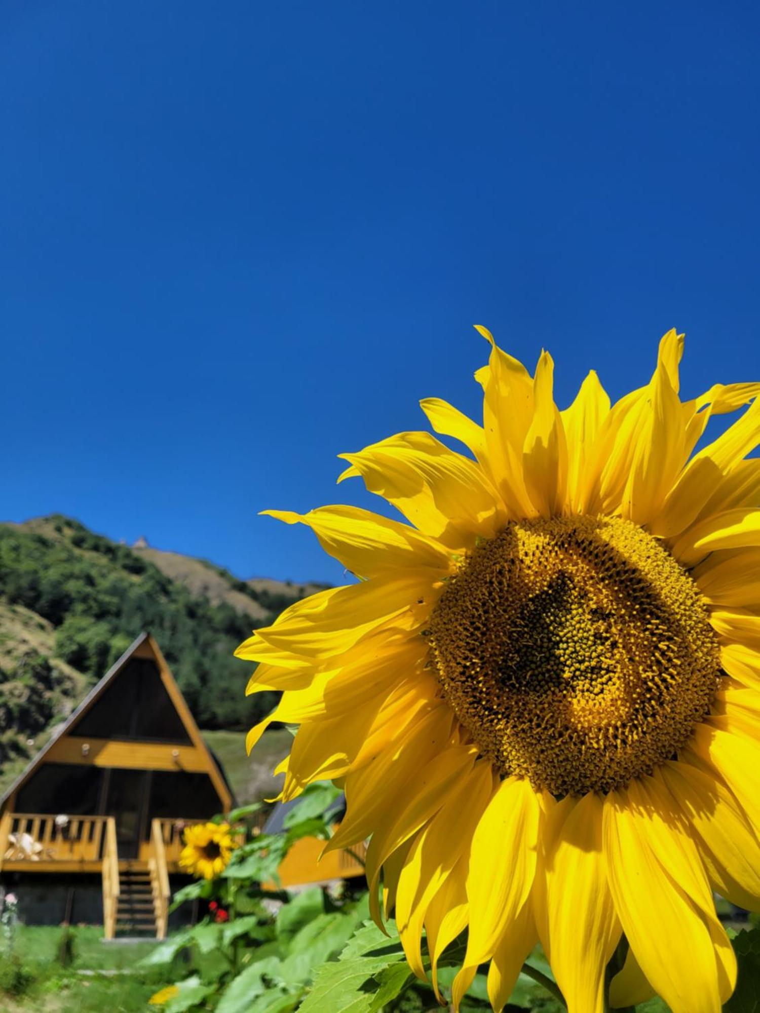 Pine Chalet Kazbegi Εξωτερικό φωτογραφία